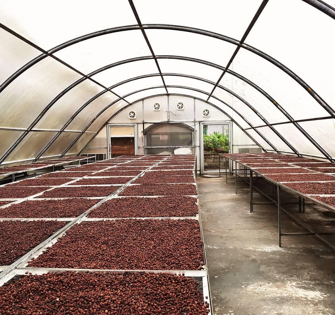 Trays of drying cocoa beans inside a greenhouse