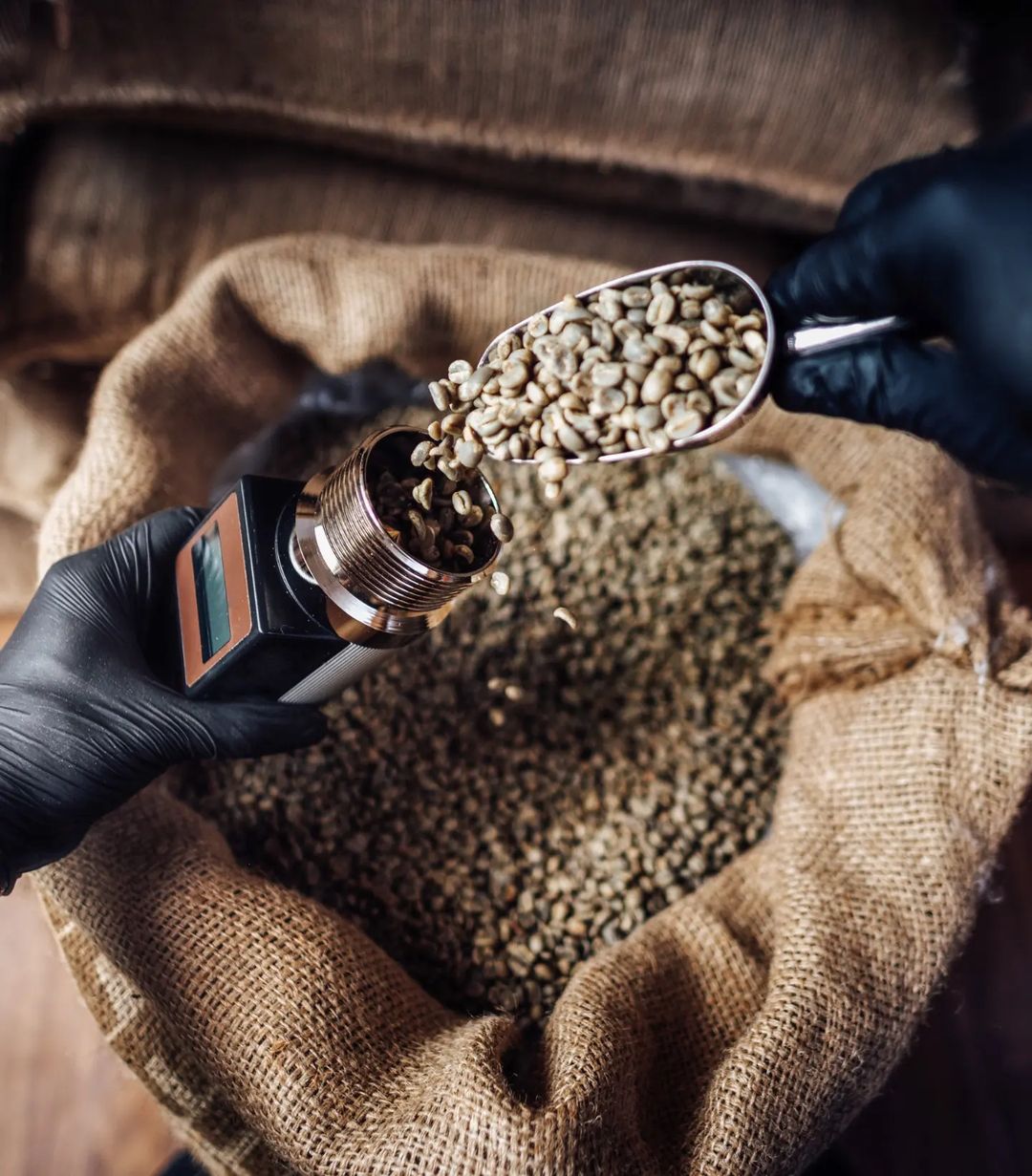 Person pouring green coffee beans into a roaster