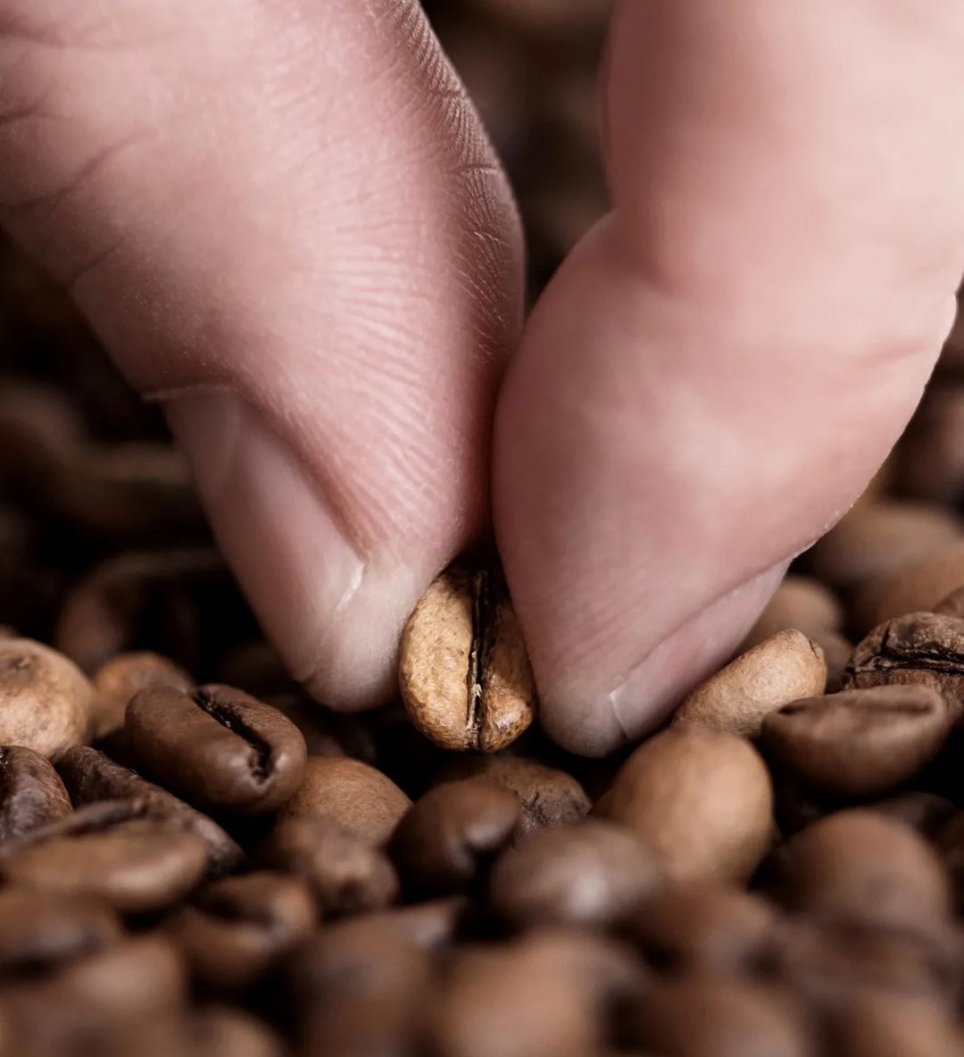 Close-up of a hand picking a coffee bean among many